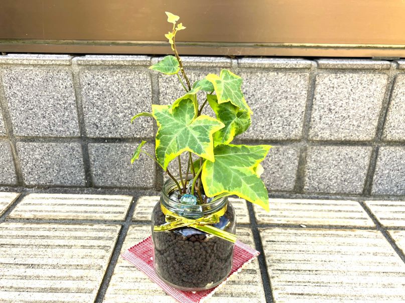 瓶に植えられたアイビー