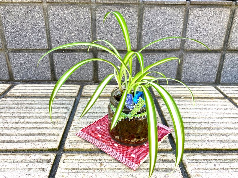 瓶に植えられたオリズルラン